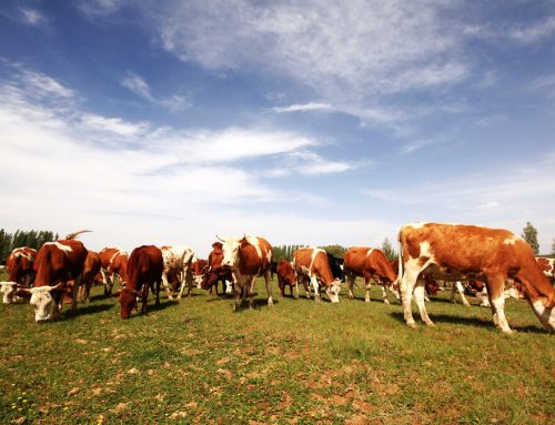 布里斯班周边奶牛牧场投资项目